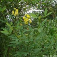 Crotalaria micans Link